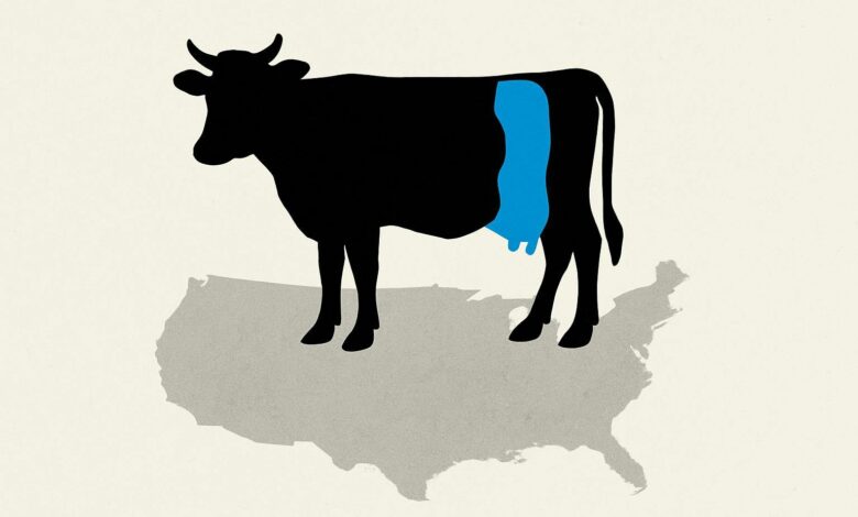 Cattle Futures Rebound As Tight US Supply Keeps Prices Firm