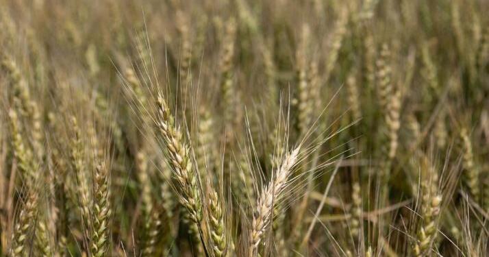 Wheat outlook from global stocks to Oklahoma fields | News