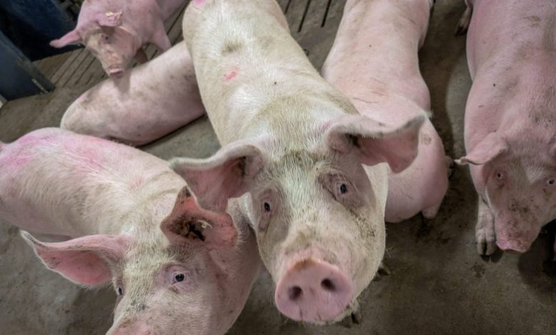 U.S. livestock: CME cattle futures lower after sideways trade