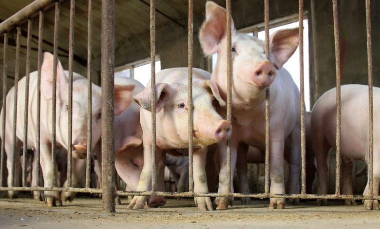Lean hogs edge higher as pork values soften – CME
