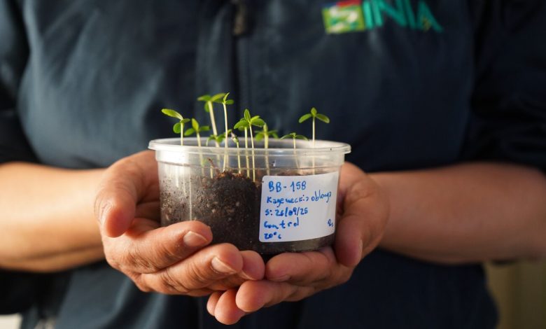 In Chile’s desert, a seed bank holds the key to the future of agriculture : NPR
