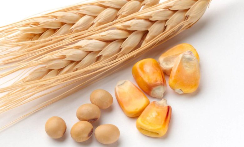 Wheat Futures Attempt Breakout as Black Sea Risks and Weather Concerns Reenter the Market