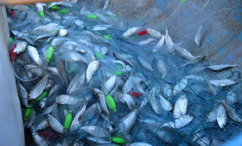 Climate change impacts global fishing yields