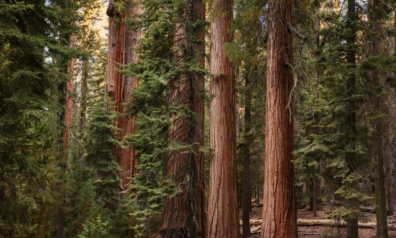 Sequoia Fund to Be Transplanted into an ETF