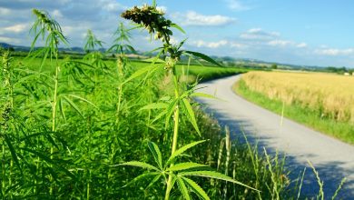 Organigram Global Inc (OGI) Raises 2026 Guidance on Sanity Acquisition