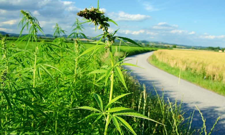 Organigram Global Inc (OGI) Raises 2026 Guidance on Sanity Acquisition