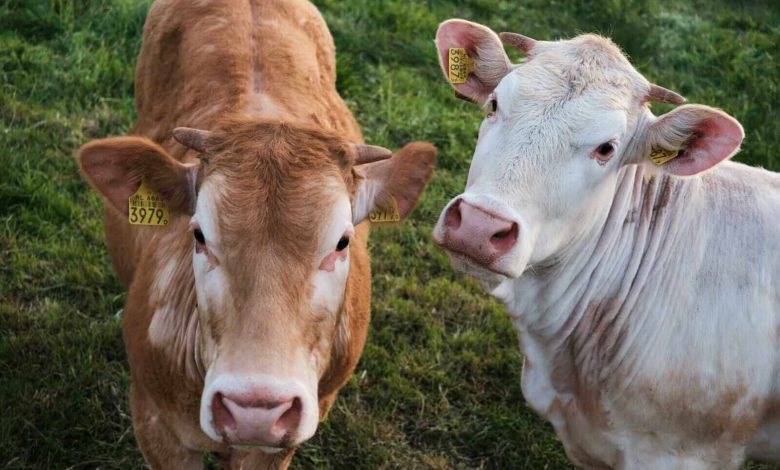 Cattle Futures Recover and End Week on a Positive Note