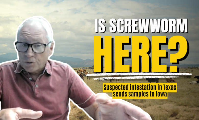 Suspected screwworm infestation in Texas sends samples to federal lab in Iowa for testing