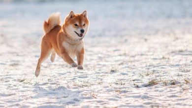 If You’d Invested ,000 in Dogecoin 10 Years Ago, Here’s How Much You’d Have Today