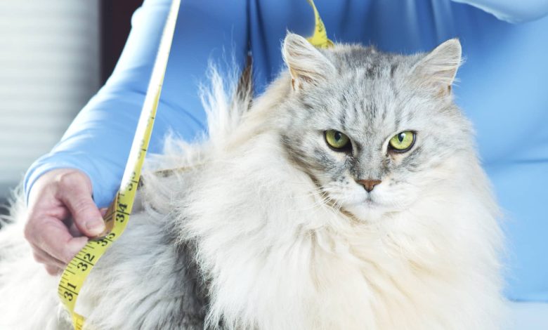 Ozempic for cats? GLP-1 weight-loss drugs are coming for your fat pet
