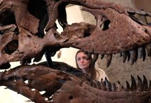Tech wealth fuels record prices for dinosaur bones, art and watches: Experts