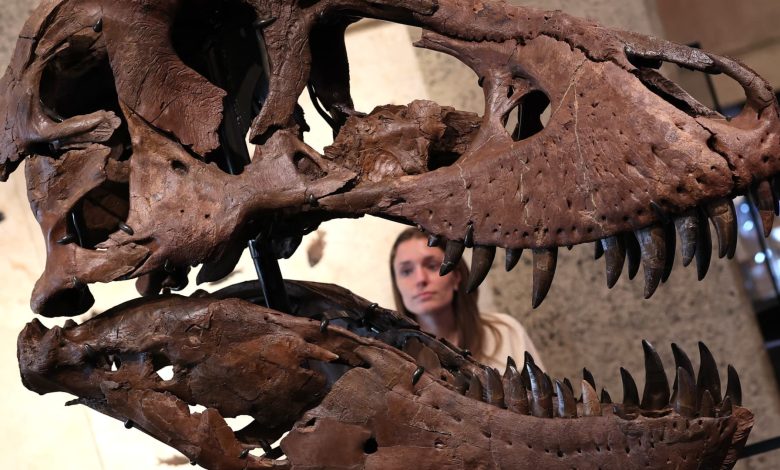 Tech wealth fuels record prices for dinosaur bones, art and watches: Experts Tech wealth fuels record prices for dinosaur bones, art and watches: Experts